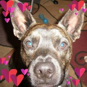 Meet your Posher, Ronald